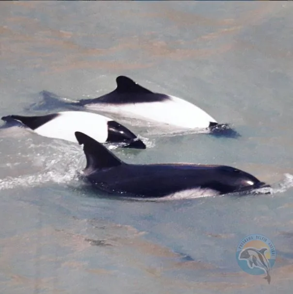 Grupo de delfines australes nadando juntos en aguas patagónicas.