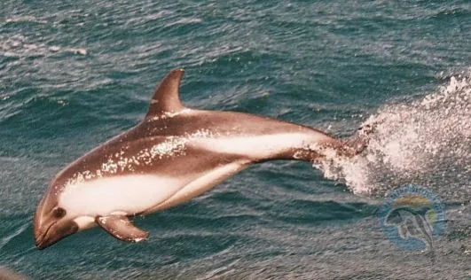 Delfín austral desplazándose sobre la superficie del mar.