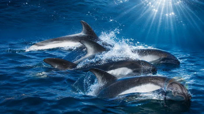 Representación artística de un grupo de delfines australes en el océano.