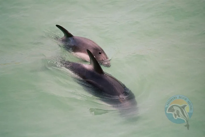 Dos delfines australes desplazándose en aguas costeras claras.