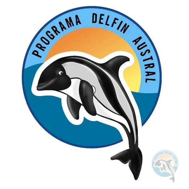 Delfines australes desplazándose en grupo cerca de la superficie del mar patagónico.